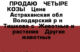 ПРОДАЮ   ЧЕТЫРЕ КОЗЫ › Цена ­ 200 000 - Астраханская обл., Володарский р-н, Тишково с. Животные и растения » Другие животные   